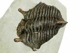 Rare, Fossil Encrinurus Trilobite - Malvern, England #353843-1
